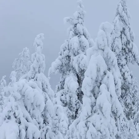 Arctic Circle Close To Santa's Village Rovaniemi