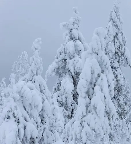 Arctic Circle Close To Santa's Village Rovaniemi